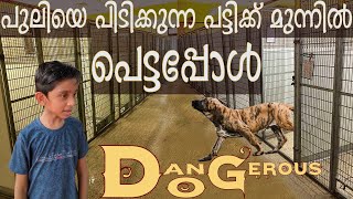 Top Dog Breeds best guard dog muscular brave strong dog dangerous dog Kerala dog Dog malayalam [upl. by Sirois]