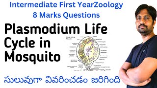 Plasmodium vivax Life Cycle in Mosquito Explained in Easyway  Inter Zoology 8 Marks Questions [upl. by Cony]