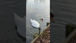 Subscribe if you love swans 🦢 subscribe shortvideo duck supportme [upl. by Yetac601]