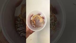 Amazing Leopard Gecko [upl. by Hege]