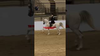 First impressions mean everything horse equestrain fy fypシ゚viral saddleseat arabian tiktok [upl. by Windy]