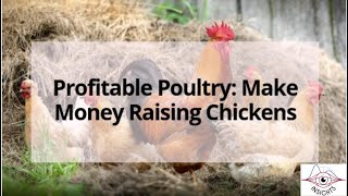 Making Money Farming Poultry  How to farm cockerel for profit  Making money raising chicken [upl. by Christiana955]