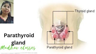 Parathyroid gland [upl. by Serena227]