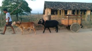 hoje a carada foi bonita carneiro carneirosdecarro [upl. by Anyale634]