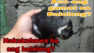 USO ANG SAKIT NA BALELENG PMV PARAMYXOVIRUS PAANO MAIWASAN  NAKAKAHAWA BA ANG BALELENG [upl. by Ulund]