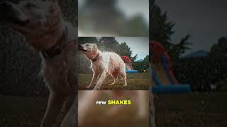 Dogs Shake Off Water for THIS Surprising Reason [upl. by Latoniah573]