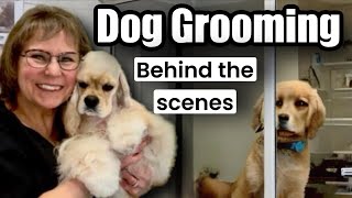 Dog Grooming Behind the Scenes Bichons Terrier mix Shih Tzu’s Schnauzers Papillon Yorkie [upl. by Bruckner760]