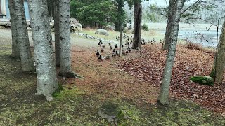 Lining up for Lunch 🥗🦆🦆🦆 [upl. by Mot]