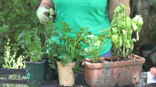 How to Harvest Parsley  Garden Space [upl. by Nojid]