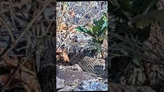 Rattlesnake mega den with as many as 2000 snakes live streaming from the US [upl. by Merkley]