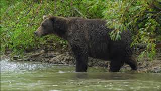 Kamchatka Brown bear Wild Edens Russia [upl. by Tik]