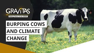 Gravitas Burping cows A major contributor to Methane emissions  Climate change  WION [upl. by Rangel]