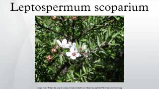 Leptospermum scoparium [upl. by Cusick]