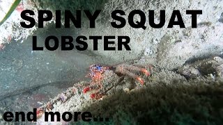 SPINY SQUAT LOBSTER and more sea life Scuba diving Ireland [upl. by Laurene]