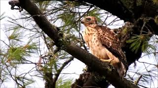 Broadwinged hawk fledgling looking around 22124 [upl. by Rehotsirhc]