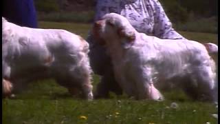 Clumber Spaniel  AKC Dog Breed Series [upl. by Llenaj]