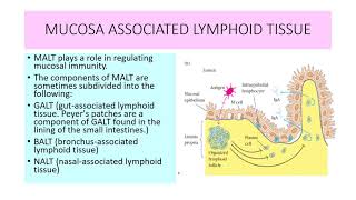 MUCOSA ASSOCIATED LYMPHOID TISSUE [upl. by Piper421]