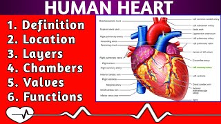 Human Heart  Definition of heart  Functions of heart  Layers of heart  Location of heart [upl. by Simara]