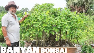 A Majestic Ficus Benghalensis Bonsai Banyan [upl. by Alesram815]