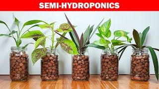 SemiHydroponics  Grow Indoor Plants in Clay Balls LECA  How to Grow Indoor Plants Without Soil [upl. by Hgieleak]