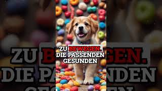 Hundewelpen an die Leine gewöhnenSo klappt es problemlos Richtiges Hundegeschirr hundefakten vs [upl. by Iver]