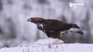 Golden Eagle at Flatanger Norway [upl. by Nnylyahs]