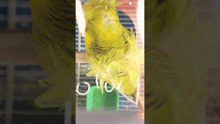 hongromo Buggies rap punjabisong hiphop song birds budiges parrot short ytshorts [upl. by Conal]