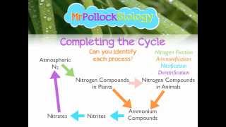 MrPollockBiology QampA 2 Nitrogen Cycle [upl. by Sedberry]