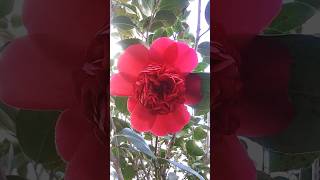 Camellia Japonica Professor Sargent Gardens and Palms [upl. by Kinimod]