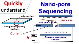 Nanopore sequencing [upl. by Nyleimaj206]