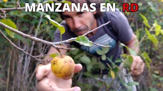 Siembra de MANZANAS en REPUBLICA DOMINICANA y LA FRUTA MILAGROSA [upl. by Waldemar]