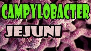 campylobacter jejuni [upl. by Zeni]