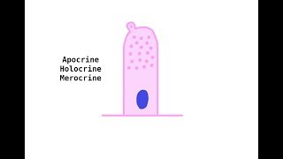 Apocrine Holocrine Merocrine glands [upl. by Llerreg906]