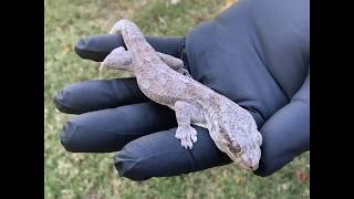 Blaesodactylus sakalva Madagascar Velvet Geckos [upl. by Keenan549]