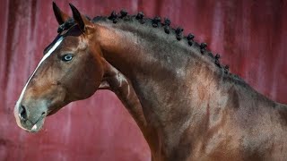 LE CHEVAL ALTER REAL  LES ORIGINES ET LES CARACTÉRISTIQUES [upl. by Sievert638]