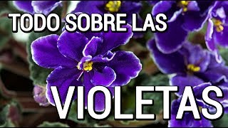 Aprende como cuidar de las violetas [upl. by Enneicul]