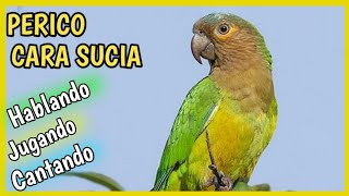 Perico CARA SUCIA 🦜 HABLANDO  Cotorra Gorgicafé ❤️🦜 Cuidados alimentación [upl. by Yehudit]