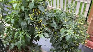 Tabasco Harvest With Tips Episode 1 [upl. by Cynth]