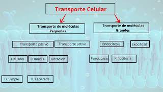 🔴🔵 Mapa conceptual sobre El transporte celular  Jose Moreno Biólogo [upl. by Ttemme255]