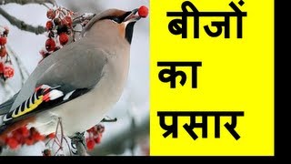 Seed Dispersal Types बीज प्रसार Hindi [upl. by Arreic]