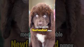 The Rare Newfoundland Puppy with Unique Eyes [upl. by Nahgam]