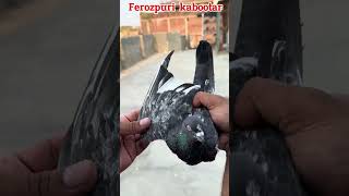 30 saal purani Ferozpuri nasal hath lag gae shorts trending pigeon [upl. by Leda944]