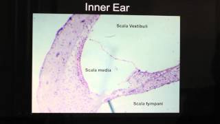 Ear Anatomymov [upl. by Tega586]