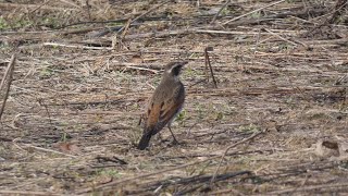 Dusky Thrush Preys on Bugs One after Another at the Riverside Field in Early Spring [upl. by Anoniw]