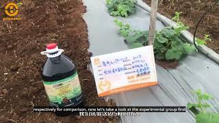 PULIYUAN has neat and strong plants in the melon seedling stage [upl. by Gran]