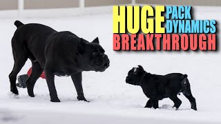 Bruce Wayne amp Puppy Pack Dynamics BREAKTHROUGH  Cane Corso [upl. by Aubree]