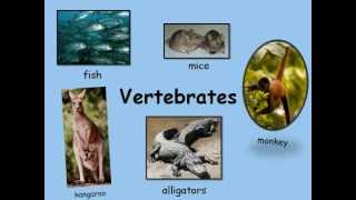 Vertebrates have backbones 0001 [upl. by Eyde141]