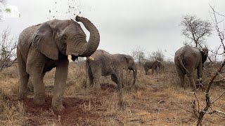 Rain Brings Relief for the Elephant Herd 🌧🐘 [upl. by Charissa842]