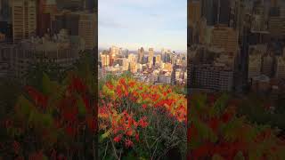 Beautiful Montreal in October canada quebec montreal canada travel [upl. by Annamaria]