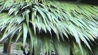 Kosrae 4  Thatching the Roof [upl. by Bruns26]